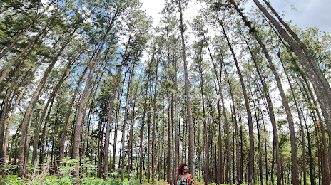 Ngwo Pine Forest, 