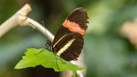 Butterflies at the Vliet (Vlinders aan de Vliet), 