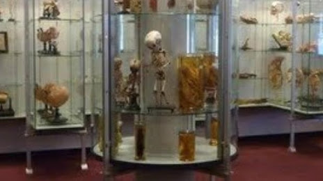 Museum Bleulandinum (Anatomical Museum), Bunnik