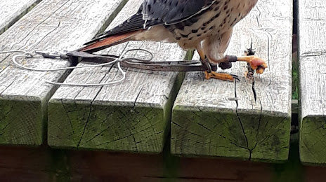 Falconcrest Birds of Prey Park, 