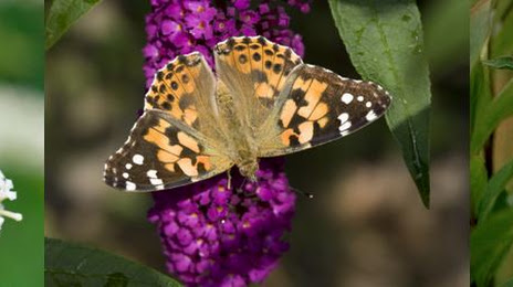 Butterfly Conservation, Wageningen