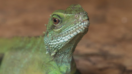 Iguana reptile Zoo, Влиссинген