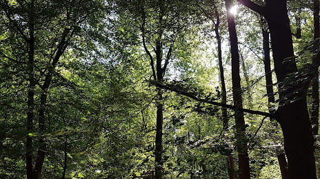 Leuvenum Forest (Leuvenumse Bos), Ermelo
