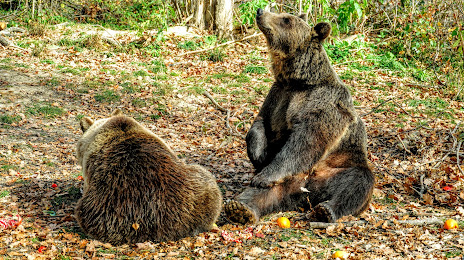 Libearty Bear Sanctuary Zarnesti, 