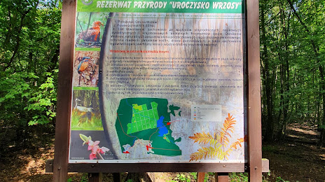 Rezerwat przyrody Uroczysko Wrzosy, Wolow