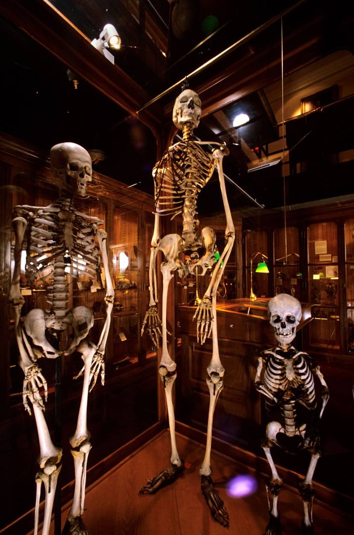 The Mütter Museum at The College of Physicians of Philadelphia, 