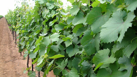 Bingham Family Vineyards Grapevine, 