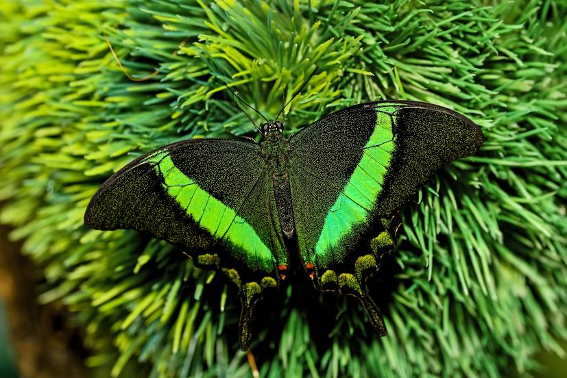 Butterfly World, Boca Raton