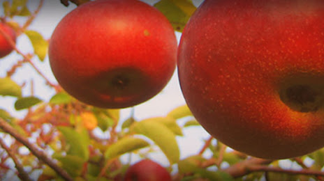 Applecrest Farm Orchards, 