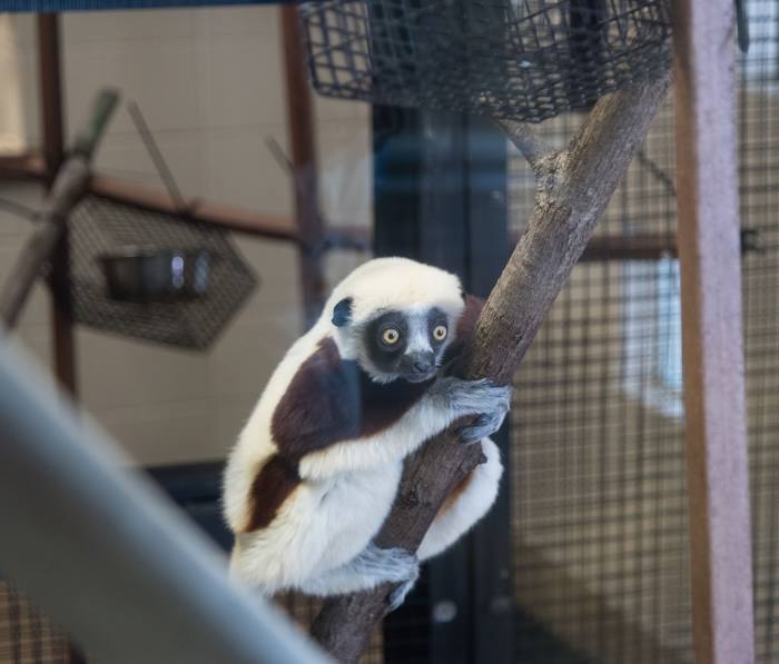 Duke Lemur Center, Durham