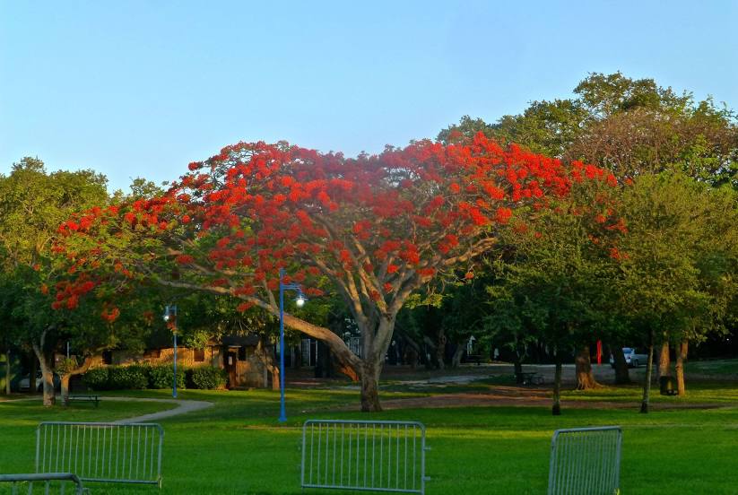 Парк Пикок, Майами