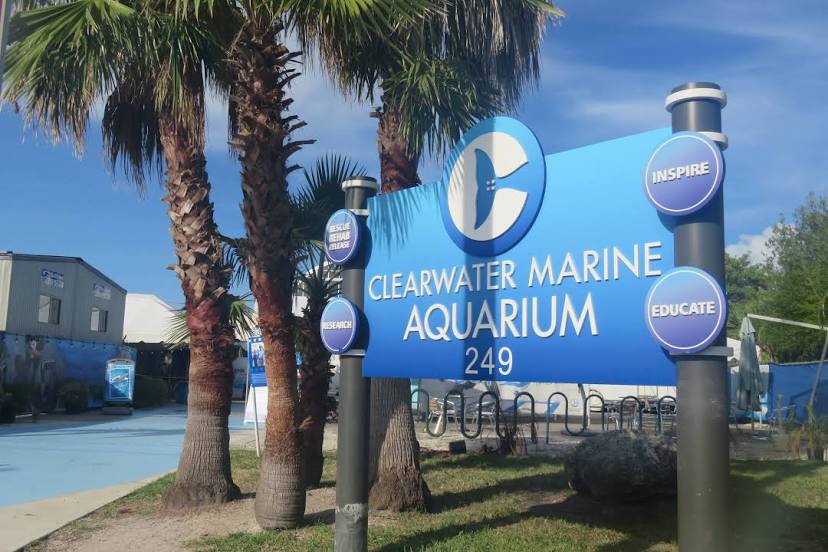 Clearwater Marine Aquarium, Clearwater