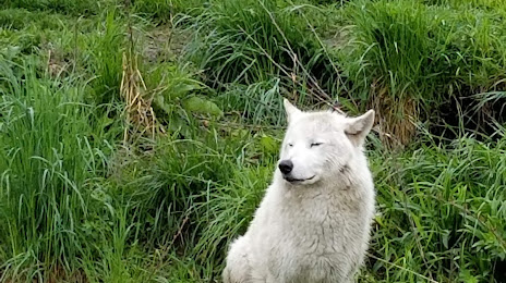 Cotton Family Wolf Wilderness, 