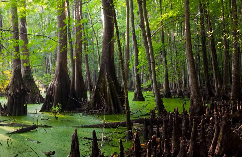 Great Dismal Swamp National Wildlife Refuge, 