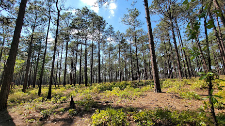 Weymouth Woods - Sandhills Nature Preserve, Southern Pines