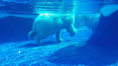 Arctic Ring of Life - Polar Bear & Seal, 