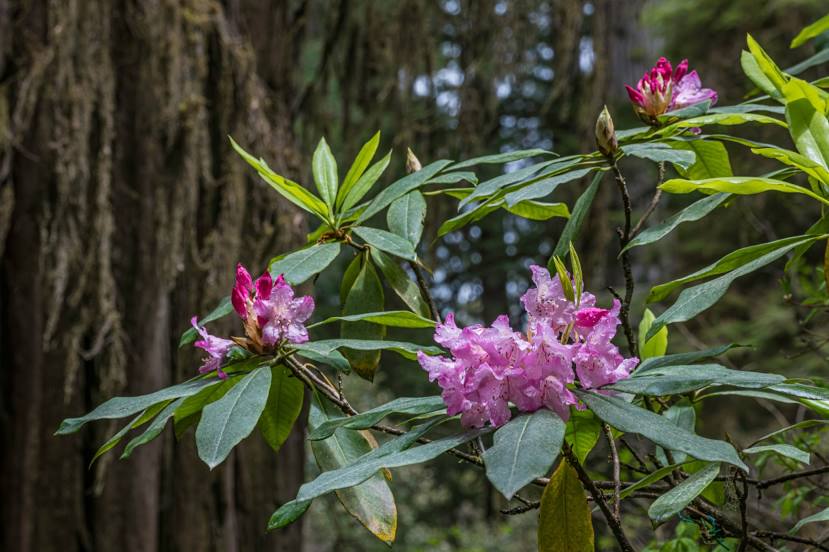 Rhododendron Species Botanical Garden, Tacoma