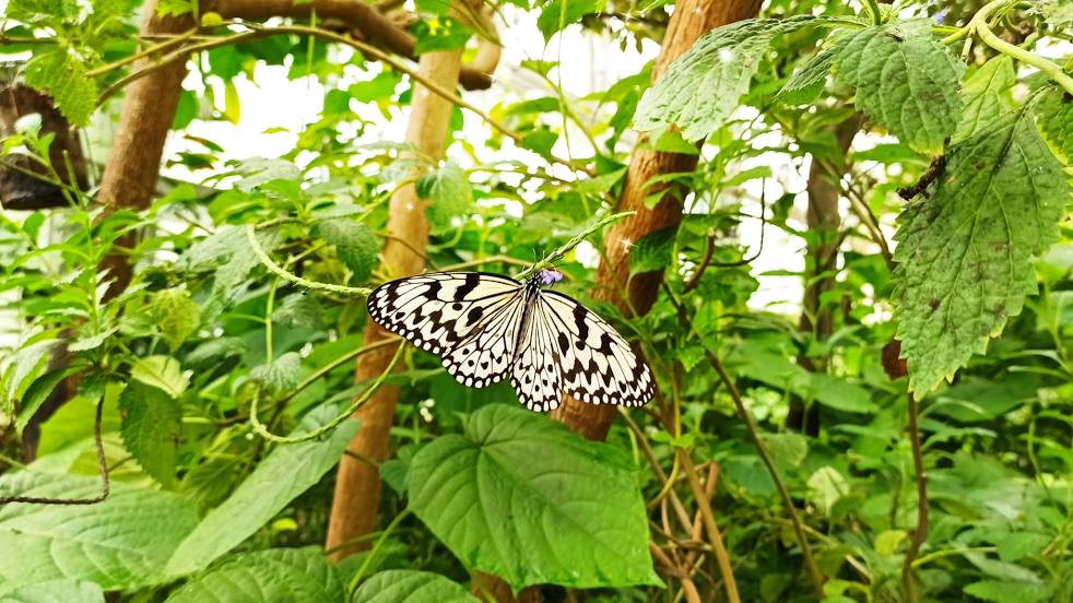 The Butterfly House, 