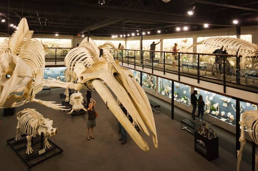 Museum of Osteology, 