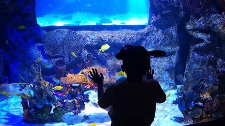SEA LIFE Orlando Aquarium, 