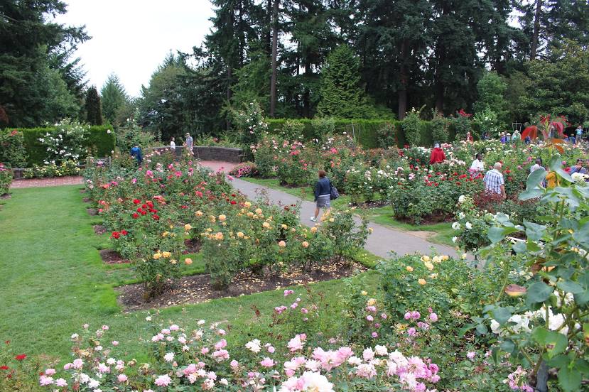 International Rose Test Garden, Portland