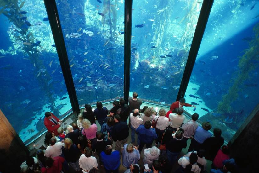 Monterey Bay Aquarium, Monterey
