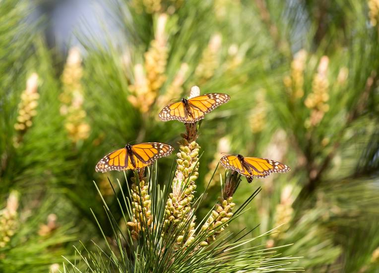 Monarch Butterfly Sanctuary, 