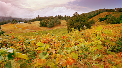 Holly's Hill Vineyards, 