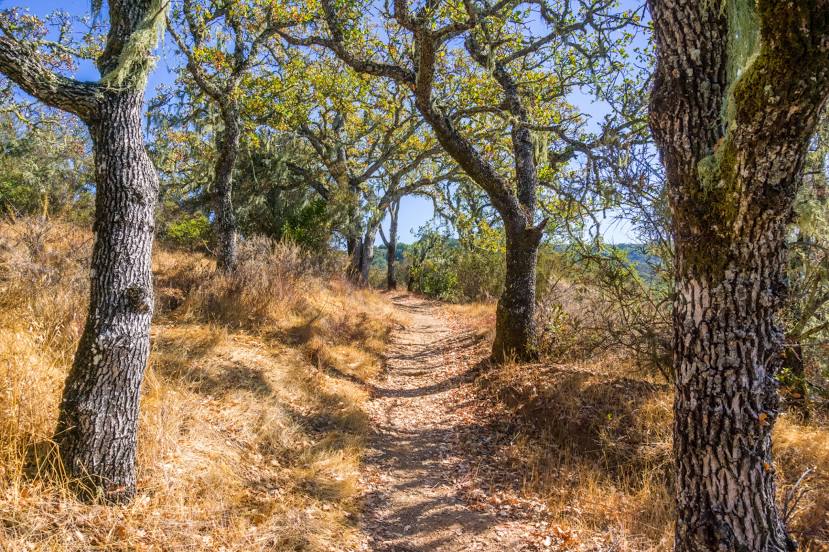 Foothills Nature Preserve, Los Altos
