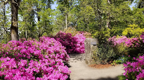 Rhododendron Garden, 