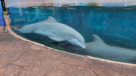Dolphin Nursery, 