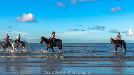 Galveston Island Horse and Pony Rides, 