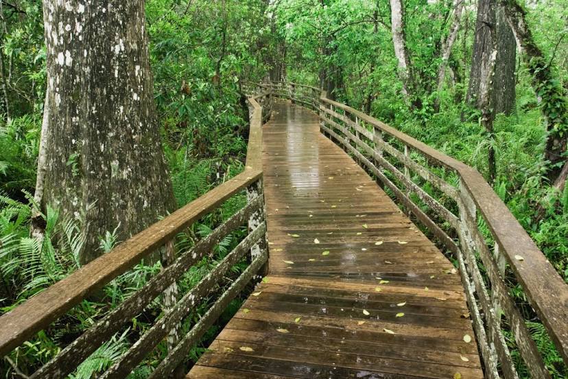 Corkscrew Swamp Sanctuary, 