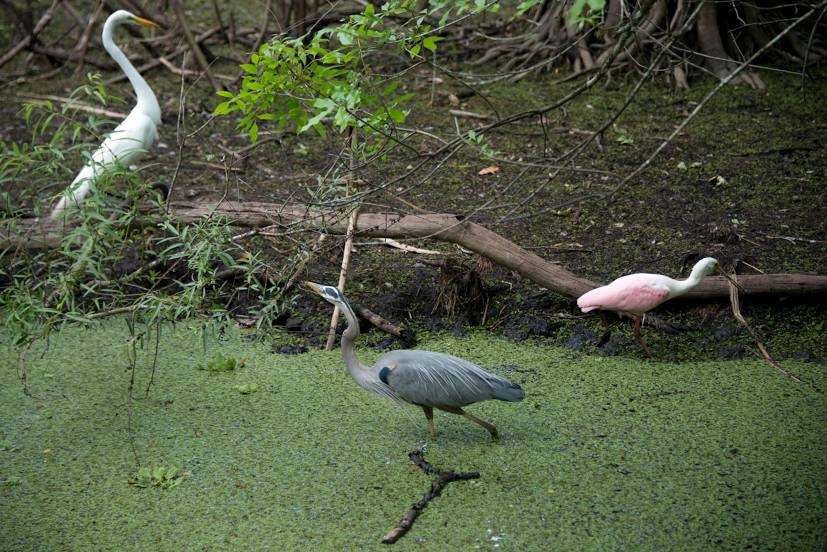 Bird Rookery Swamp, 