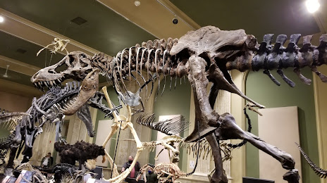 Dinosaur Discovery Museum, 