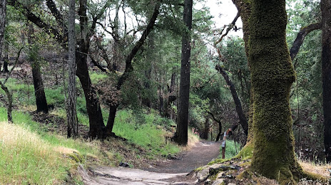 Petrified Forest, Santa Rosa