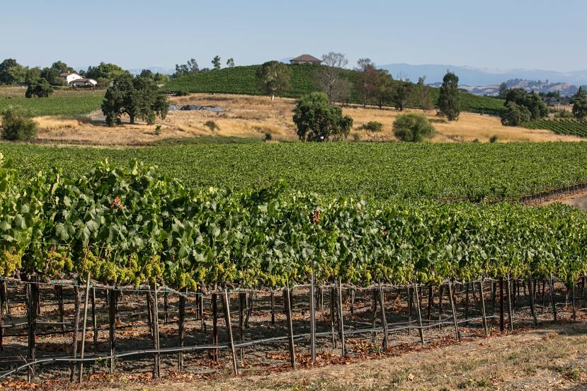Sonoma-Cutrer Vineyards, Санта Роза