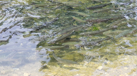 Castalia State Fish Hatchery, 