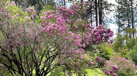 Lilac Garden, 