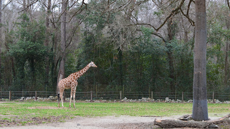 Feed the Giraffes, West Columbia