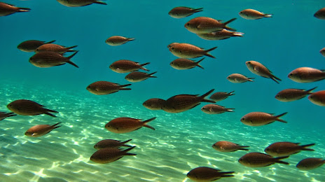Associazione Nemo per la Diffusione della Cultura del Mare - Ischia, Forio