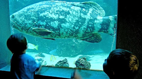 Tarpon Springs Aquarium and Animal Sanctuary, Palm Harbor
