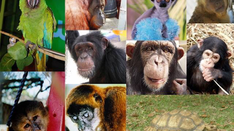 Suncoast Primate Sanctuary Foundation, Inc., Palm Harbor