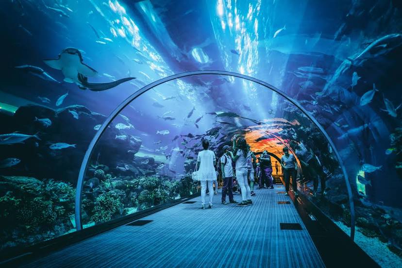 Dubai Aquarium & Underwater Zoo, Dubái