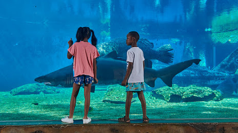 uShaka Sea World Aquarium, Durban