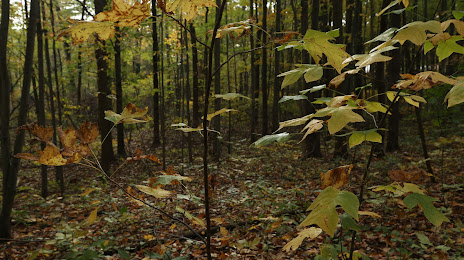 Ambler Flatwoods Nature Preserve, Michigan City