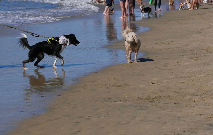 Dog Beach, 