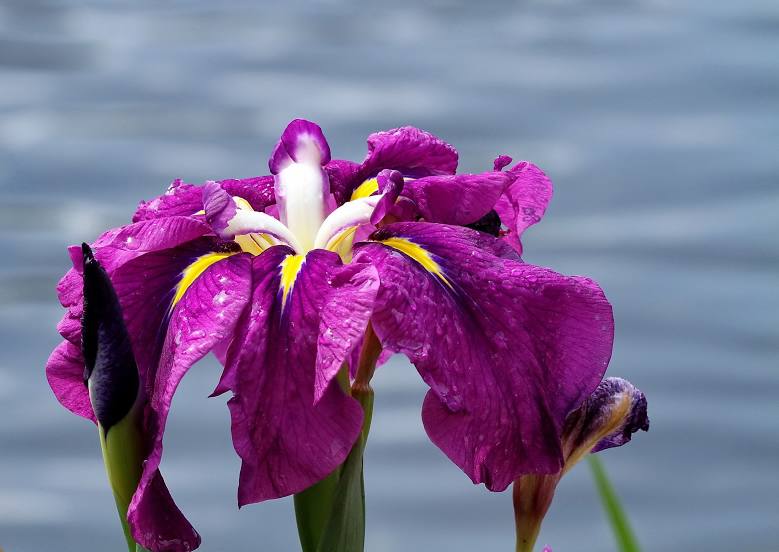 Swan Lake Iris Gardens, Sumter
