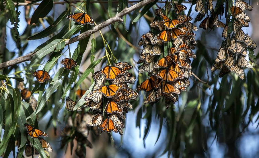 Monarch Butterfly Grove, Grover Beach