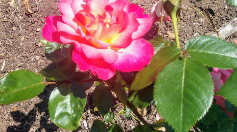 Pardee Rose Gardens, 